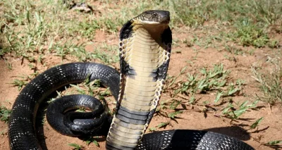 La traque d’un cobra plonge les habitants dans l’inquiétude dans cette ville