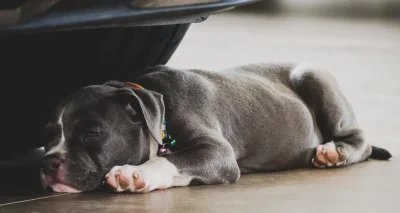 Elle laisse son chien enfermé dans sa voiture pour assister au concert de Damso : l’animal sauvé par la police, la propriétaire en garde à vue