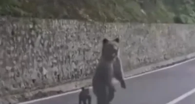 Il nourrit un ours depuis la fenêtre de sa voiture, l’animal brise sa vitre : « C’était une erreur. J’en ai payé le prix… »