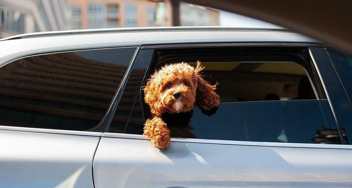 Canicule, peut-on casser la vitre d'une voiture pour sauver un chien de la canicule ?