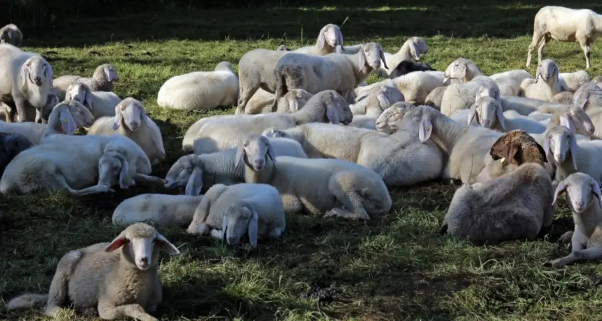 100 000 emplois menacés chez ce constructeur... Des moutons recrutés pour entretenir une centrale photovoltaïque