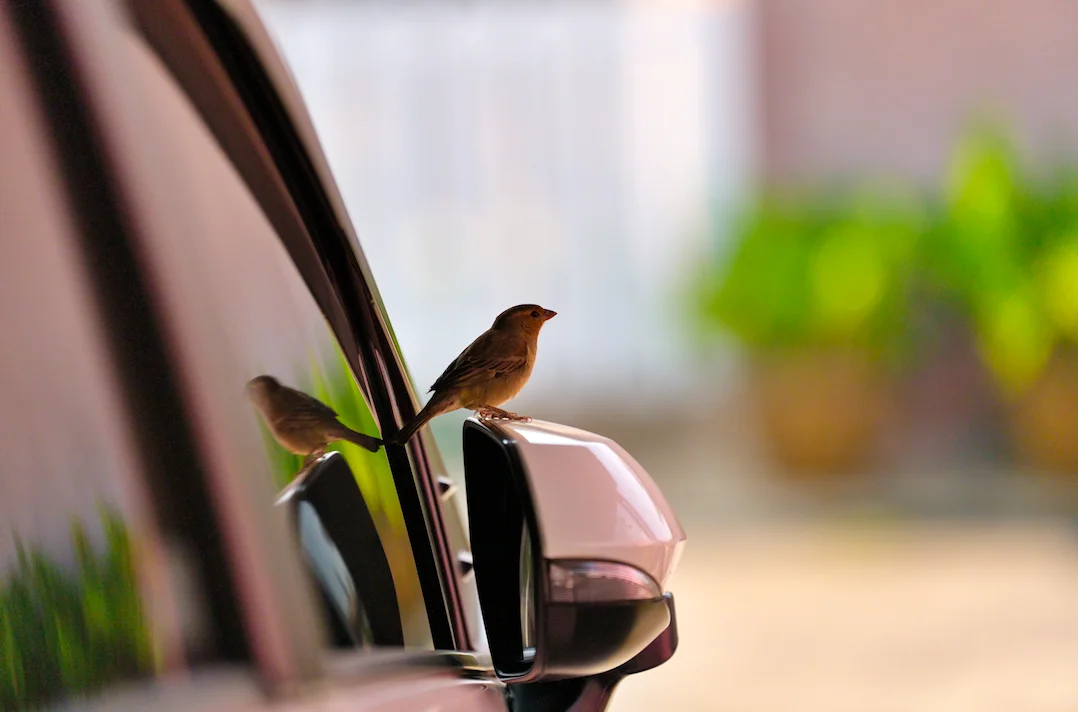 États-Unis : Un oiseau rentre dans sa voiture, il y voit un signe du destin et joue à la loterie où il remporte 2 millions d'euros
