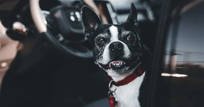 Vol de voiture avec un chien à bord : une pause cigarette tourne à la frayeur à Tarbes