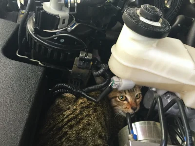 Angleterre : Un chat se cache sous une voiture durant 25 kilomètres et s'en sort indemne