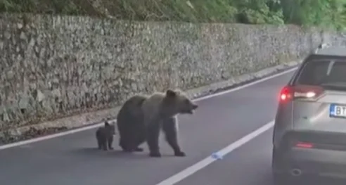 Roumanie : Un automobiliste donne à manger à un ours, l'animal brise la vitre de la voiture et l'attaque