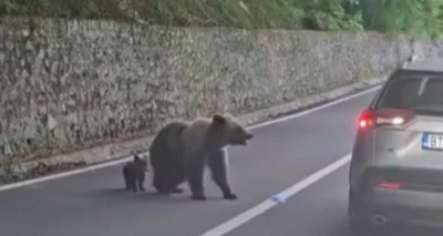 Roumanie : Un automobiliste donne à manger à un ours, l'animal brise la vitre de la voiture et l'attaque