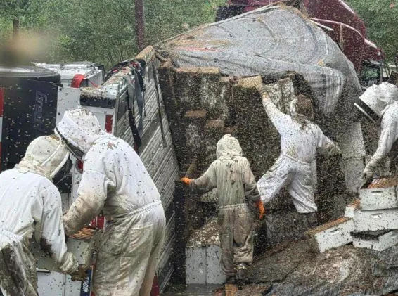 Texas : Un camion transportant 2 millions d'abeilles se renverse
