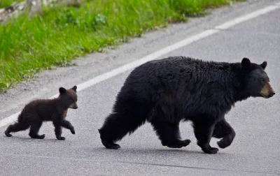 États-Unis : Il rentre dans sa voiture et se retrouve face à un ours