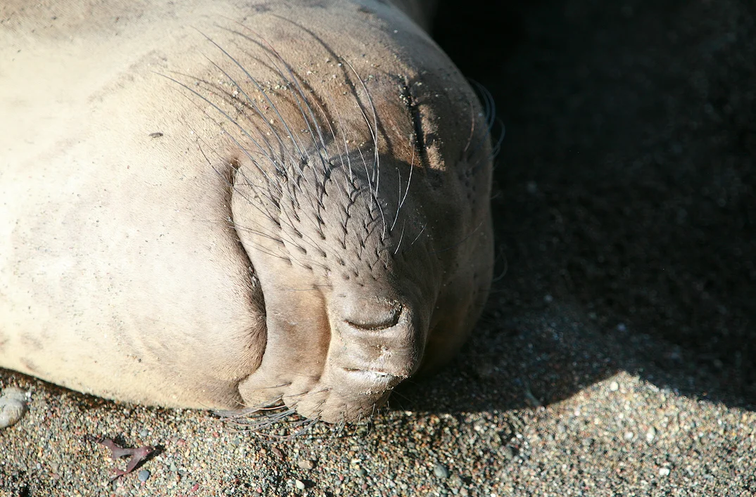Australie : Un éléphant de mer d'une tonne sème la panique sur la route auprès des véhicules
