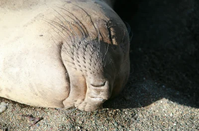 Australie : Un éléphant de mer d'une tonne sème la panique sur la route auprès des véhicules