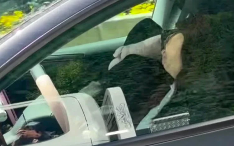 Canada : Elle trompe l'autopilot de sa Tesla avec des lunettes de soleil et dort au volant, à 100 km/h