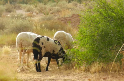 Volkswagen licencie 100 000 personnes mais embauche 100 moutons
