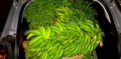 Espagne : Arrêté par la police, ce conducteur roulait dans une voiture surchargée... de 280 kilos de bananes