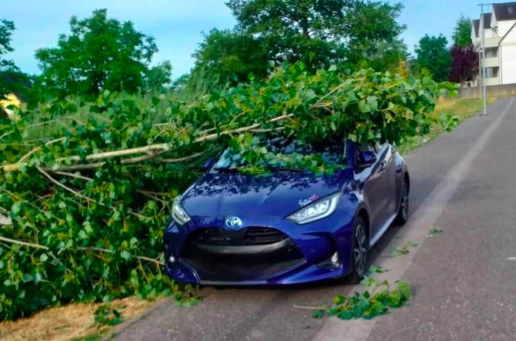 Bas-Rhin : Il retourne à sa voiture et la retrouve coincée sous un arbre, rongé par un castor