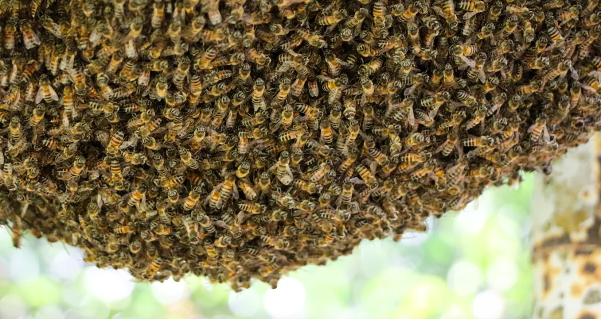 Ariège : Un apiculteur met de l'essence et laisse... un essaim d'abeilles à la station-service