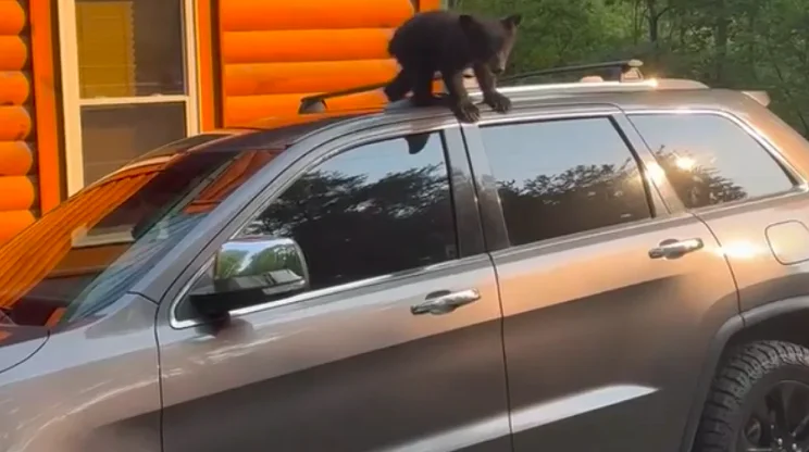 Tennessee : Un ours est enfermé dans leur voiture, ils le font sortir avec un moyen très astucieux