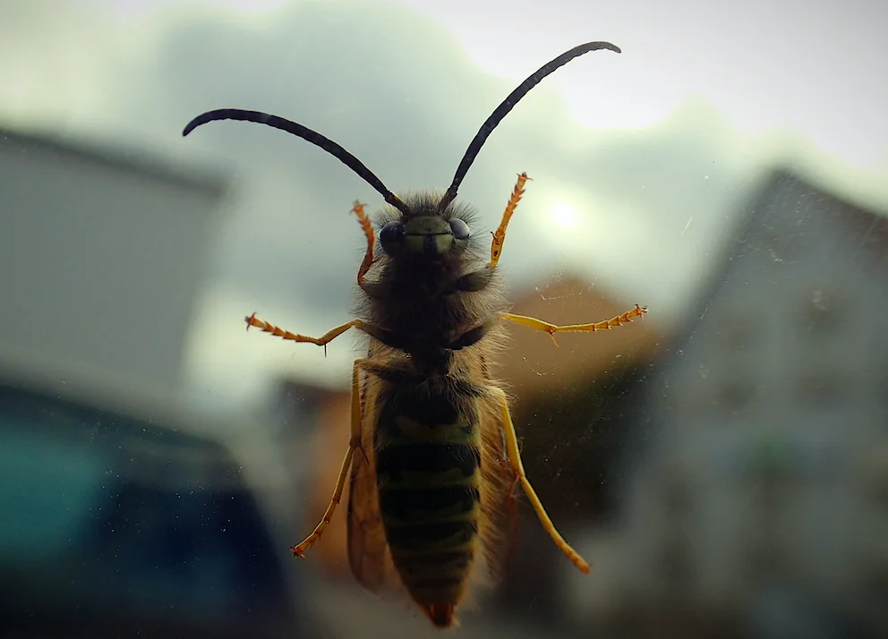 Espagne : Piqué par une abeille, le conducteur braque le volant et sa voiture se retourne