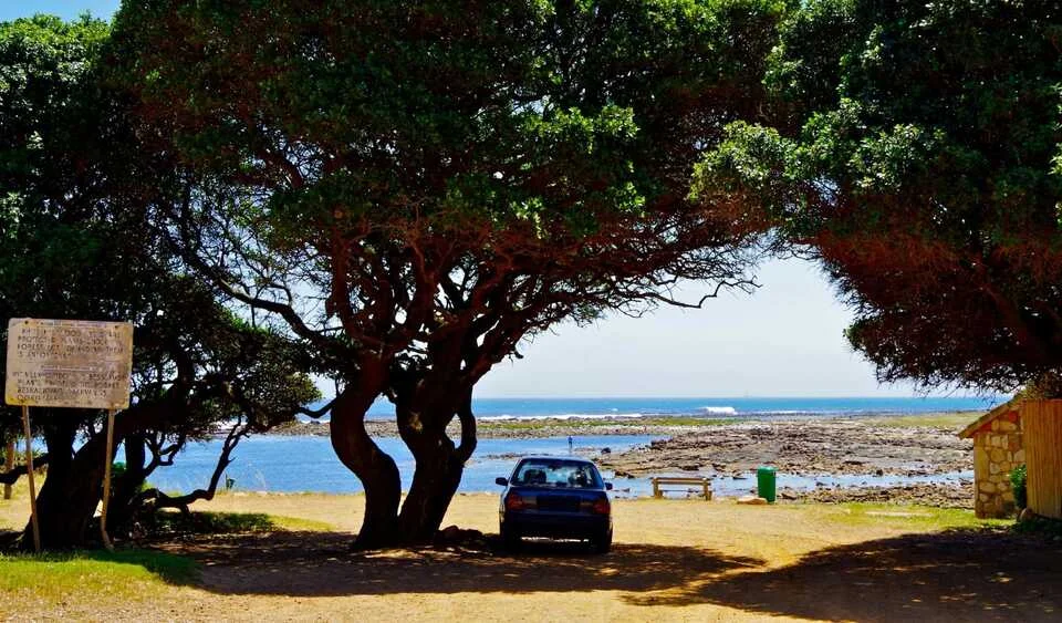 Sève, insectes, sable...: protégez votre voiture des maux de l'été