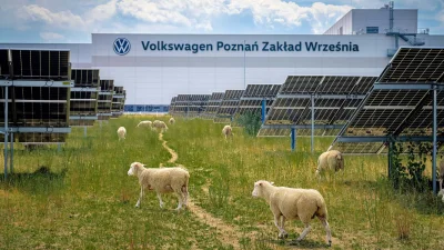 Votre tondeuse électrique est écologique ? Volkswagen remplace ses tondeuses par des moutons